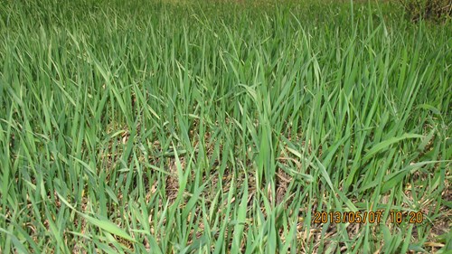 野火烧不尽，春风吹又生